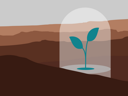 This image displays a schematic view of a plant growing on the Martian surface. 