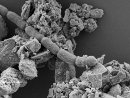 An electron microscopy image of a cyanobacterium on regolith grains.